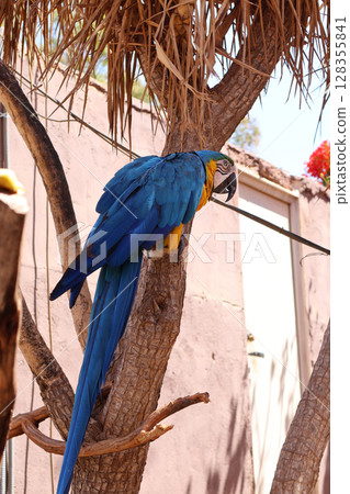 Blue And Yellow Macaw Perched on a Tree Outdoors in Natural Habitat 128355841