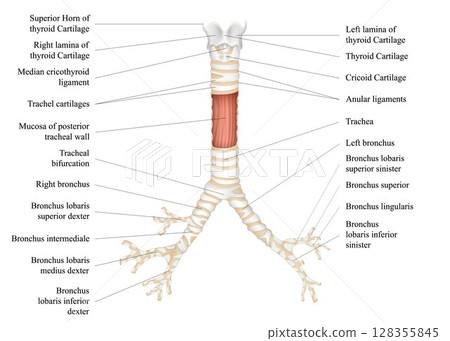 The structure of the human trachea. The hyoid bone. Adam's apple. Left and right bronchus. Thyroid cartilage. Vector illustration. 128355845