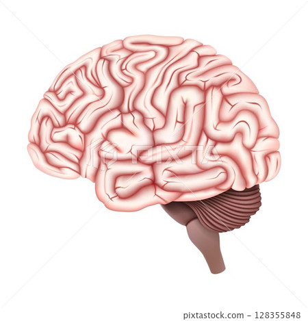 Brain vector design. Realistic anatomy pictures. Human body internal organs. 3d vector illustration Brain vector design. Realistic anatomy pictures. Human body internal organs. 3d vector illustration 128355848