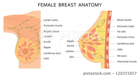 Mammary gland. Vector illustration showing cross section of female breast with the names of the constituent parts isolated on white background. Mammary gland. Vector illustration showing cross section of female breast with the names of the constituent parts isolated on white background. 128355857