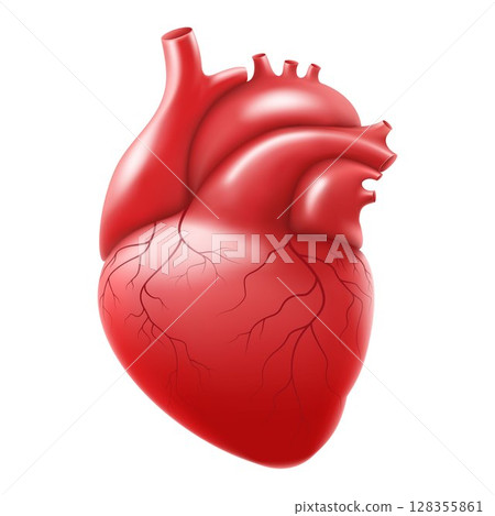 Human heart isolated on white background. Anatomically correct heart with venous system. Human body internal organs. Realistic 3d vector Human heart isolated on white background. Anatomically correct heart with venous system. Human body internal organs. Realistic 3d vector 128355861