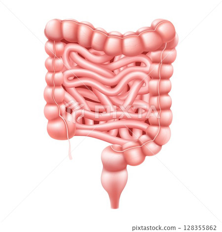 Intestines. Realistic 3d vector illustration of small and large intestine. Human internal organ, digestive tract. Vector illustration isolated on white background. 128355862