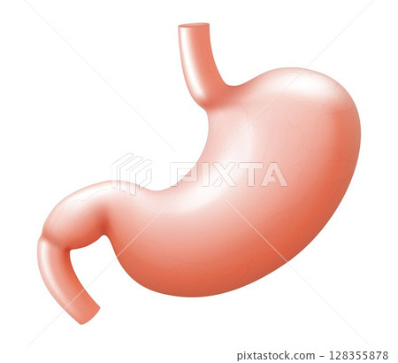 Human stomach isolated on white background. Illustration of the human internal organ. Realistic 3d Vector Human stomach isolated on white background. Illustration of the human internal organ. Realistic 3d Vector 128355878
