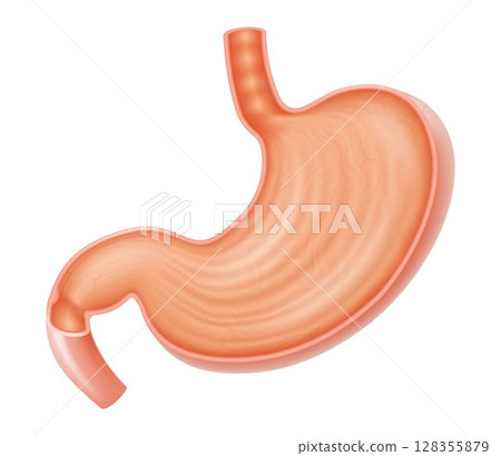 Cross section of stomach. Medical drawing. Healthy human stomach, isolated on white background. Digestive problems. Realistic 3d vector illustration 128355879