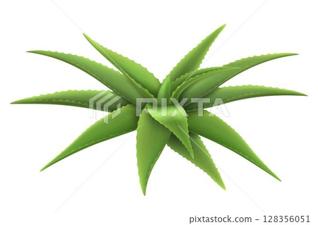 Aloe realistic plant. Template packaging label skin care products design. Green aloe vera, medicine plant, natural cosmetology component, 3d vector illustration, isolated on white background 128356051