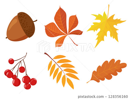 Set of colorful autumn maple and oak leaves, viburnum and acorns and leaves on a twig. Illustration in flat simple style. Vector element for design isolated on white background. autumn symbol. 128356160