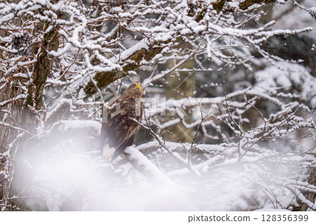 A white-tailed eagle perched on a tree branch, observing its surroundings A white-tailed eagle perched on a tree branch, observing its surroundings 128356399
