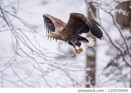 A white-tailed eagle soaring through the snow A white-tailed eagle soaring through the snow 128356400
