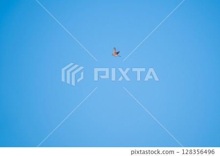 A kestrel flying in search of prey against the blue sky A kestrel flying in search of prey against the blue sky 128356496