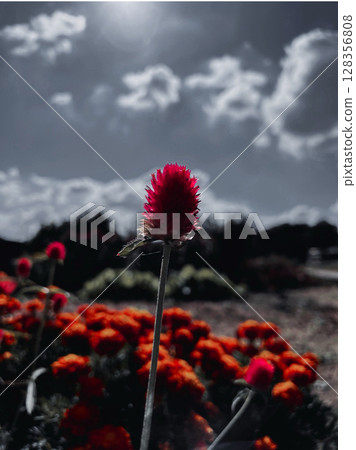 Red flowers blooming with dignity 128356808