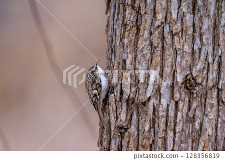 Yellow-bellied woodpecker looking for food while climbing a tree 128356819