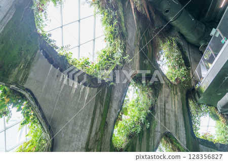 Cloud Forest 128356827