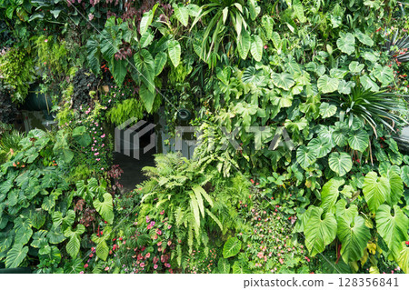 Cloud Forest 128356841