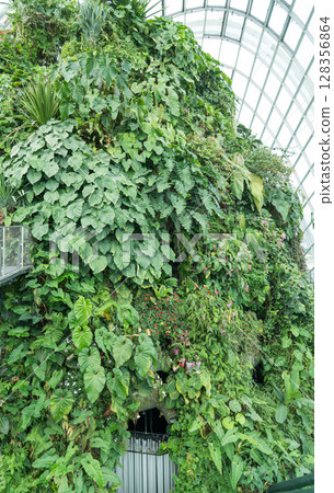 雲霧森林 雲霧森林 128356864