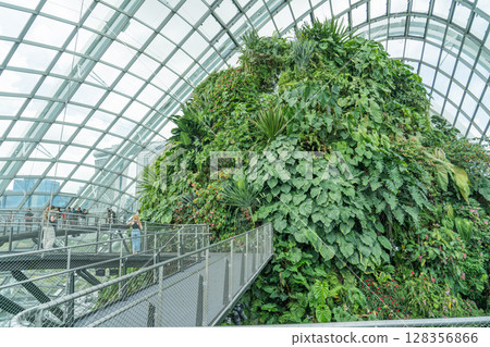 Cloud Forest 128356866