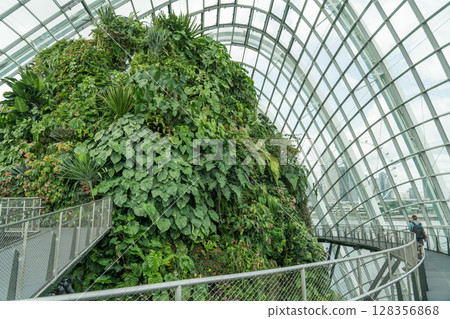 雲霧森林 雲霧森林 128356868