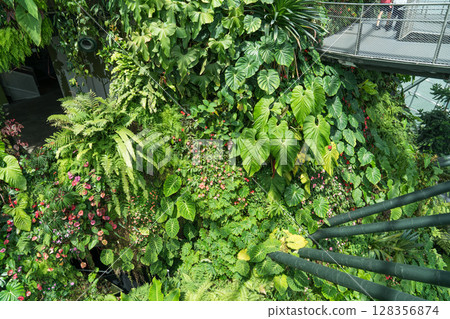 雲霧森林 128356874