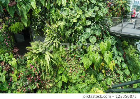 Cloud Forest 128356875