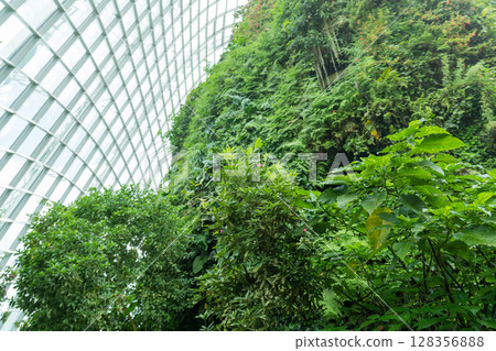 Cloud Forest 128356888