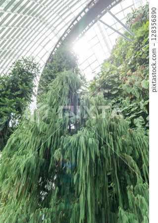 Cloud Forest 128356890