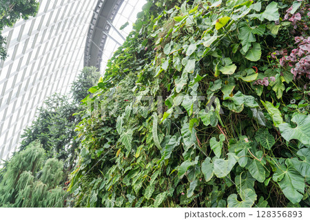 Cloud Forest Cloud Forest 128356893