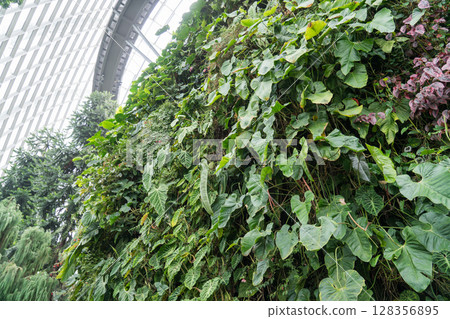 Cloud Forest 128356895