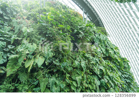 Cloud Forest 128356899
