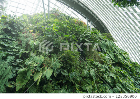 Cloud Forest 128356900