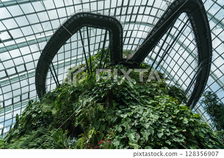 Cloud Forest 128356907