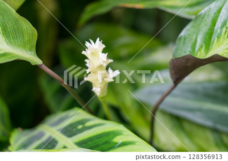 Cloud Forest 128356913