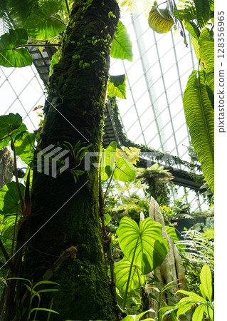 Cloud Forest 128356965
