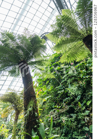 Cloud Forest 128356967
