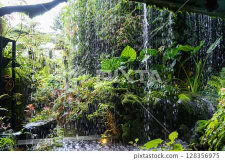 Cloud Forest 128356975