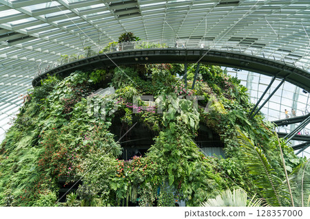 Cloud Forest 128357000