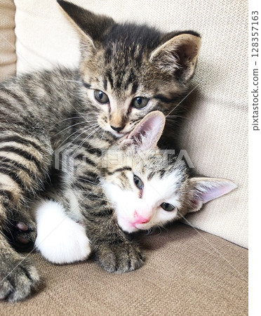 Brothers of good friend kittens Brothers of good friend kittens 128357163