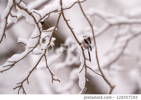 一隻長尾山雀在雪景中四處遊蕩尋找食物。 128357193