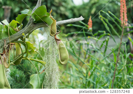 The Lost World of Cloud Forest 128357248