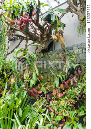 The Lost World of Cloud Forest 128357251