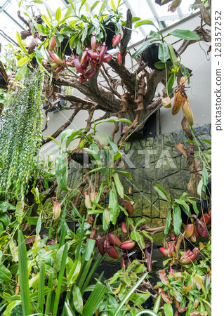 The Lost World of Cloud Forest 128357252
