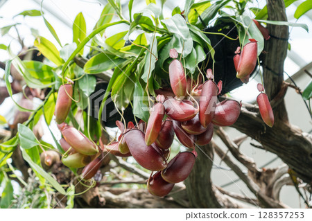 迷失的雲霧森林世界 128357253