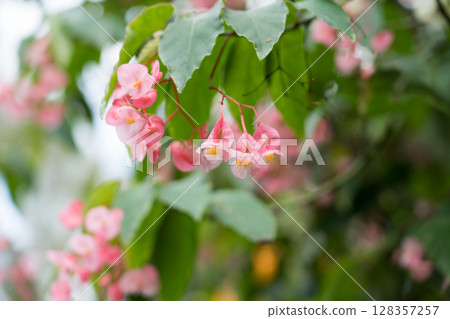 The Lost World of Cloud Forest 128357257