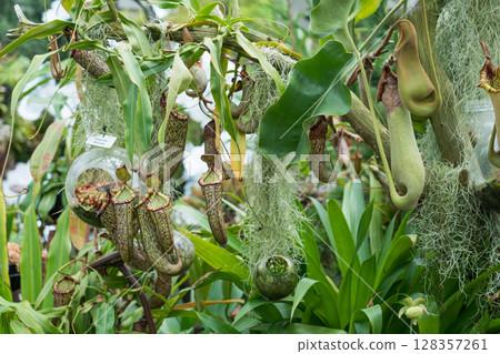The Lost World of Cloud Forest The Lost World of Cloud Forest 128357261