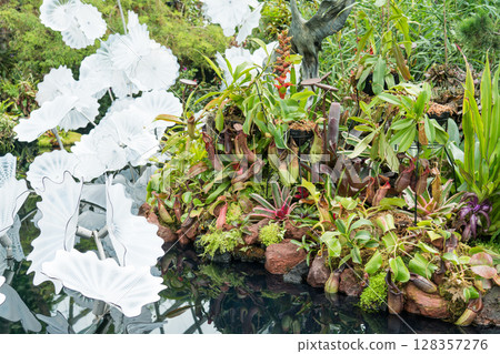The Lost World of Cloud Forest 128357276