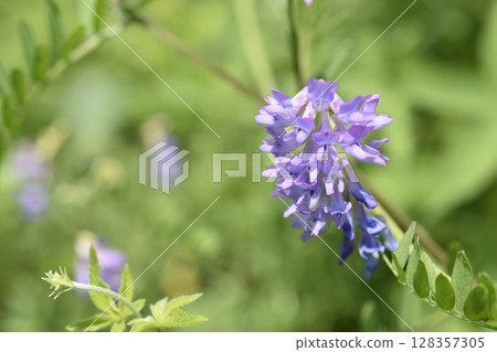 多花野碗豆 多花野碗豆 128357305