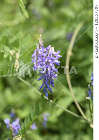  多花野碗豆 128357307