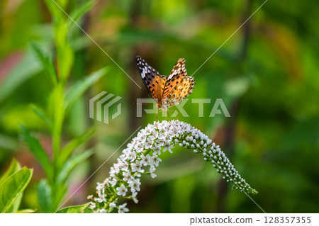 一隻雌性燕尾蝶停在一棵日本灌木三葉草上 128357355