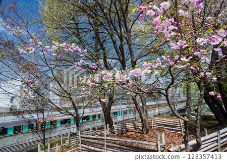 Yokohama Municipal Subway Green Line running through Kohoku New Town and cherry blossoms at Azumayama Park 128357413