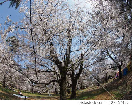 盛開的櫻花在藍天中閃耀 盛開的櫻花在藍天中閃耀 128357422