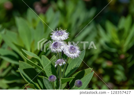 藍眼（正式名稱：Globularia blue-eye） 128357427