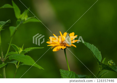 A cabbage white butterfly resting on a dwarf sunflower 128357446